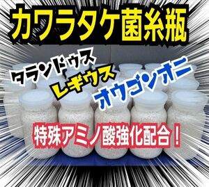 極上！カワラタケ菌糸瓶【2本】特殊アミノ酸強化配合！タランドゥス・レギウス・オウゴンオニクワガタに！トレハロース、キトサン増量