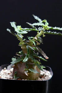 多肉植物　ドルステニア　ヒンデブランディー　カール状葉