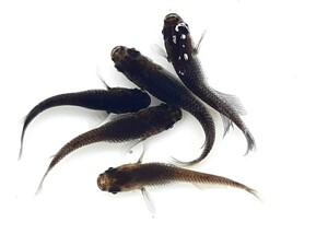 サタンヒレ長２ペア+メス１　計５匹　去年９月産まれ　若魚２㌢前後サイズ　現物出品　こうめだかRF-EVO　