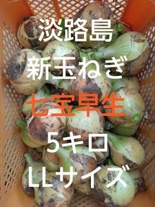 淡路島産 新玉ねぎ 産地直送 秀品 ５キロ LLサイズ