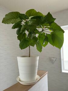 ウンベラータ　 観葉植物 フィカス　80cm