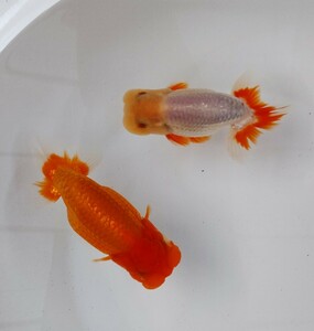 [ ultimate :.. for golgfish ] * two -years old *** pair *13 centimeter rom and rear (before and after) 