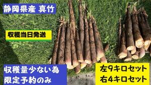 たけのこ　真竹　希少品　4.5キロセット 2024年度 【希少品限定ご予約受付中 】箱を含む5キロ以内での発送