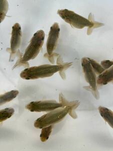 ③[ Japan one Ozeki ..][ cheap wistaria . fish place ] golgfish this year fish approximately 4~4.5cm 27 pcs 