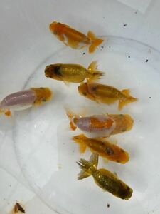 ⑦[ Япония один Ozeki ..][ дешево глициния . рыба место ] золотая рыбка этого года рыба примерно 6.5~8cm 7 шт 