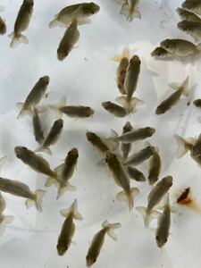②[ Japan one Ozeki ..][ cheap wistaria . fish place ] golgfish this year fish approximately 3~4cm 45 pcs 