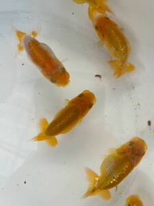 ⑥[ Japan one Ozeki ..][ cheap wistaria . fish place ] golgfish this year fish approximately 6~6.5cm 7 pcs 