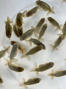 ④[ Japan one Ozeki ..][ cheap wistaria . fish place ] golgfish this year fish approximately 4.5~5.5cm 29 pcs 