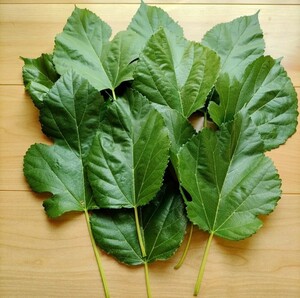  less pesticide mulberry. leaf 100 sheets ( raw leaf )