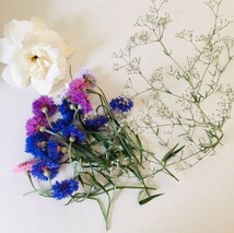 矢車菊の花色ミックス種30粒_画像3