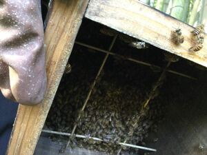 日本ミツバチ巣箱入り　今期分蜂群