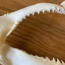 サメの口　歯　骨格標本　さめ　鮫　2個セット_画像5