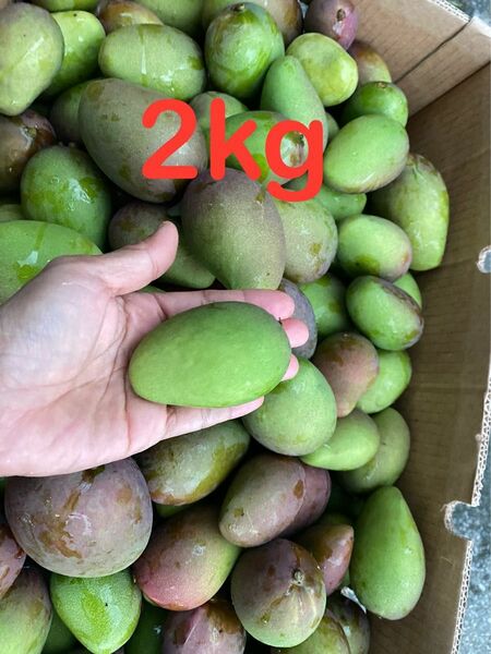 沖縄県産の摘果マンゴー, 青マンゴー、Green Mango 2kg