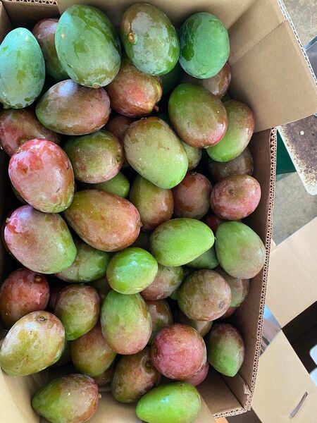 Green mango, 摘果マンゴー、青マンゴー　23kg