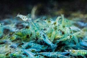 {10 pcs } bell bed blue shrimp ( Ran si- long ) {...DX}