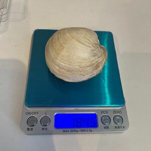 貝の化石　重量１８４．5g 詳細不明