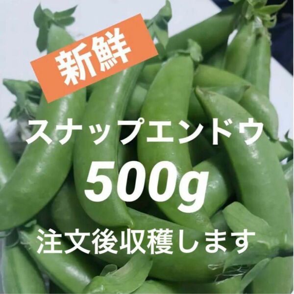 スナップエンドウ　500g 新鮮　採れたて