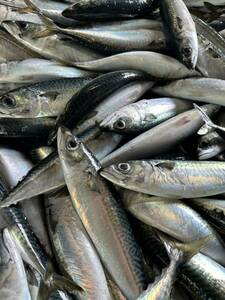  mackerel fishing bait freezing approximately 5 kilo 