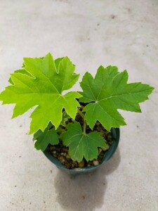 カミヤツデ　Tetrapanax papyriferus（根伏せ増殖株）⑦