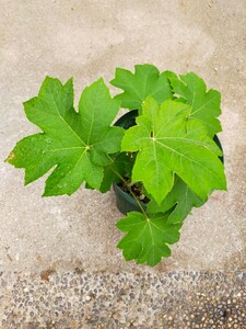 カミヤツデ　Tetrapanax papyriferus（根伏せ増殖株）