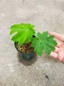 カミヤツデ　Tetrapanax papyriferus（根伏せ増殖株）⑥