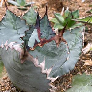 agave titanota Lion's mane アガベ　チタノタ　ライオンズメーン