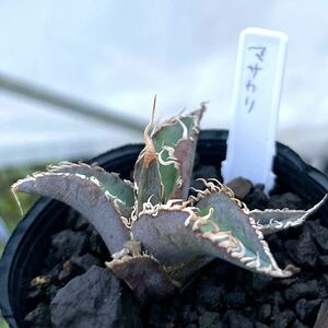 rourusanco ロウルサンコ 特選株 agave titanota マサカリ　鉞 