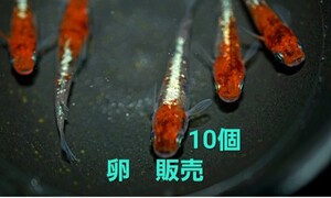 【卵販売】三色ラメ体外光　メダカ　極上種親　有精卵　１０個+α