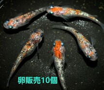 【卵販売】三色ラメ　メダカ　極上種親　有精卵　１０個+α_画像1