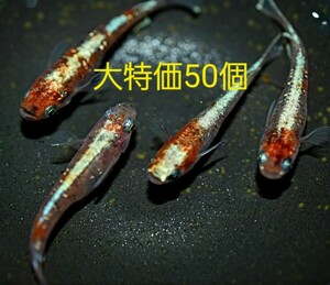 【卵販売】三色ラメ体外光　メダカ　極上種親　有精卵　５０個+α