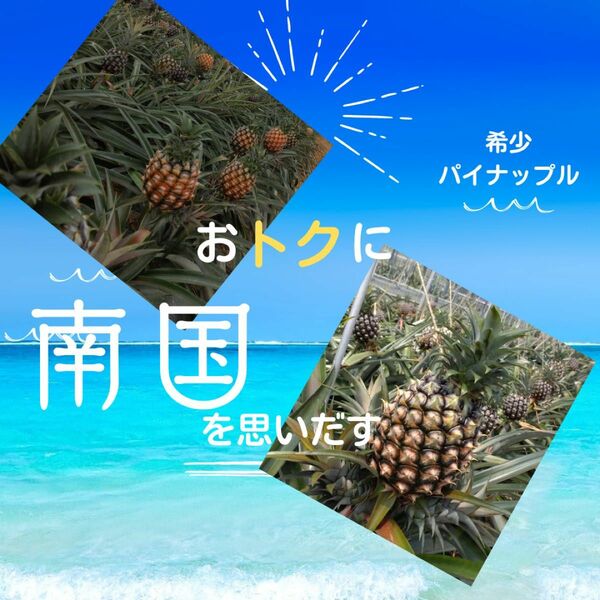 ほんのり桃の香りが特徴の　ピーチパイン　沖縄県産　パイナップル　小玉2〜3玉　果物　お土産　