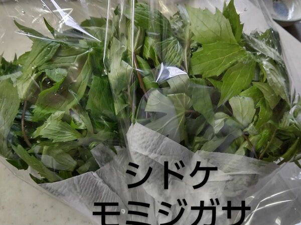 山菜 シドケ (モミジガサ) 250 g