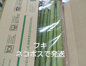 山菜 フキ 300g ふき 蕗　