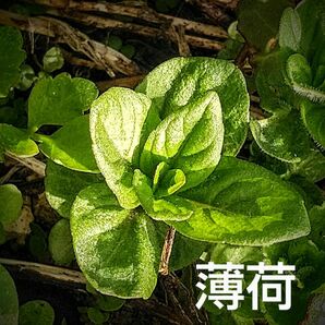 薄荷 ハッカ 苗 天然 ハーブ 和薄荷 抜き苗 ２本