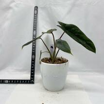 Alocasia scalprum/アロカシア スカルプラム【観葉植物】輸入株_画像1