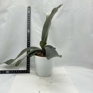 omo* white Raver TC* P.Omo 'White Lover'TC staghorn fern Platycerium Platycerium [ decorative plant ]