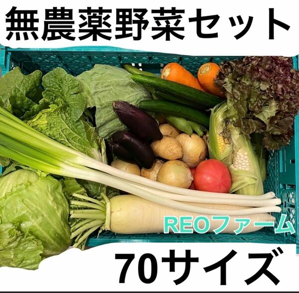 無農薬　野菜　詰め合わせ　セット　70サイズ　REOファーム　産地から直送　愛知県産