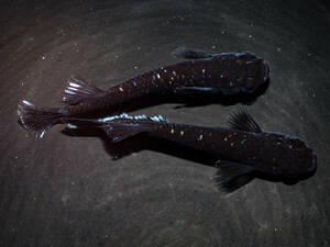 ミッドナイトフリル 漆黒タイプ　若魚（2023年産まれ） オス2(現物出品) ikahoff I-0520-36818-a