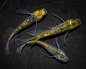 サボラメリアルロングフィン　若魚（2023年産まれ） オス2 メス1(現物出品) ikahoff O-0510-36556-a