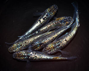 ユリシス×サファイア　若魚（2024年産まれ） オス3 メス3(現物出品) ikahoff W-0518-36777-a