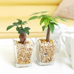 土を使わず清潔感あるゼオライト植えのミニ観葉植物 Aタイプ パキラ＆ガジュマル 2鉢セット ハイドロカルチャー