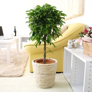  decorative plant Benjamin 7 number pot + white basket pot cover earth. surface : wood chip free shipping 