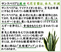 土を使わず清潔感もある空気を浄化するといわれているサンスベリア・スクエアホワイト陶器鉢＋水位計付き １鉢｜水耕栽培_画像9