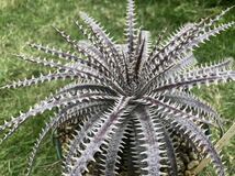 ディッキア Dyckia ‘4th of July Series xxx1-2　ブロメリア　Q Dyckia_画像6