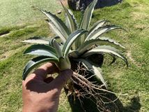 アガベ　華厳 アメリカーナ　メディオピクタ　アルバ　子株　Agave 斑入り_画像4