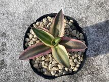 アガベ 五色万代　ロファンサ錦 Agave Lophantha Quadricolor　 子株　斑入り　_画像4