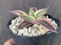 アガベ 五色万代　ロファンサ錦 Agave Lophantha Quadricolor　 子株　斑入り　_画像5