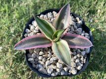 アガベ 五色万代　ロファンサ錦 Agave Lophantha Quadricolor　 子株　斑入り　_画像1