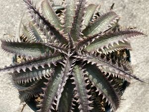 ディッキア スクイッド x ビルベイカー Dyckia Squid x Bill Baker 子株