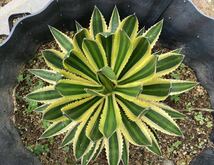 アガベ 五色万代　ロファンサ錦 Agave Lophantha Quadricolor　 子株　斑入り　ランナー　_画像2